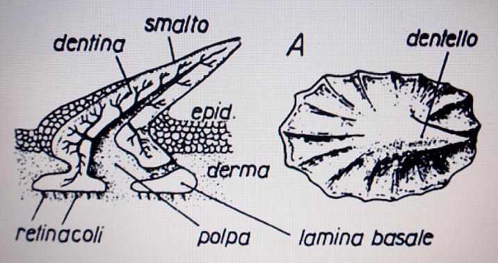 Dentini di squalo pliocenici